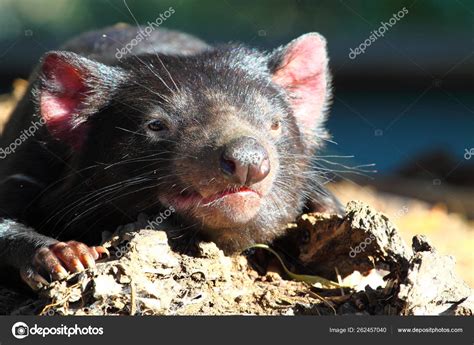 Tasmanian Devil Australia — Stock Photo © YAYImages #262457040