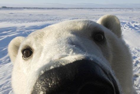 The Polar Bear’s Nose | Roliga djur, Sötaste djuren och Björnar