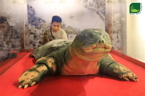 Sacred Hoan Kiem Turtle Preserved And Displayed To The Public