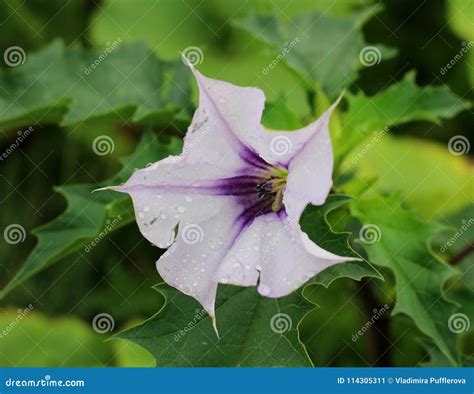 Datura Stramonium with White Flower, Dangerous Poisonous Plant Stock Image - Image of flower ...