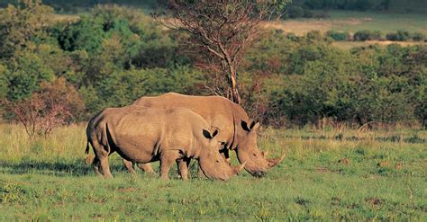 White Rhinos: Conservation Efforts, Are They Extinct, and More