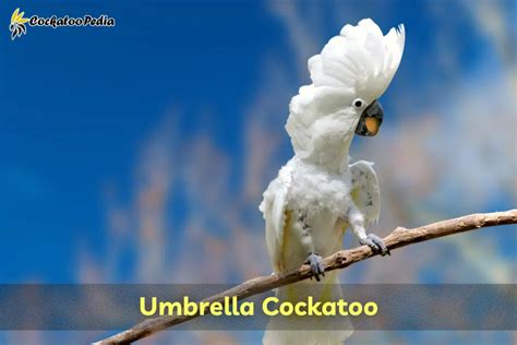 19 Types of Cockatoos & Their Appearance - Cockatoo Pedia