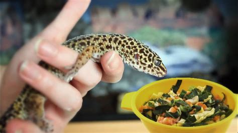 Can Leopard Geckos Eat Veggies?