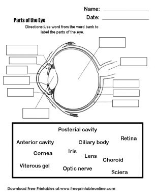 Parts of the Eye | Parts of the eye, Diagram of the eye, Five senses worksheet