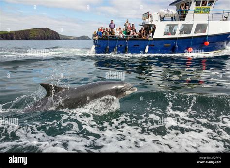 Dolphin Fungie, Tursiops truncatus, Dingle Dolphin Boat Tour, Dingle ...