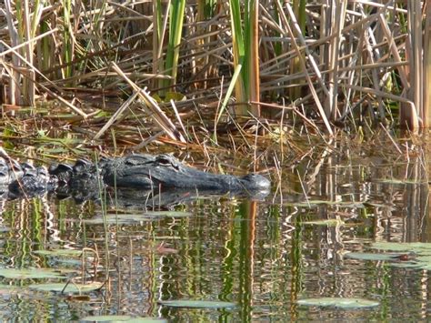 Lake Okeechobee Wildlife Pictures & Sightseeing