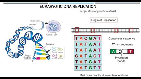 Eukaryotic DNA Replication - YouTube