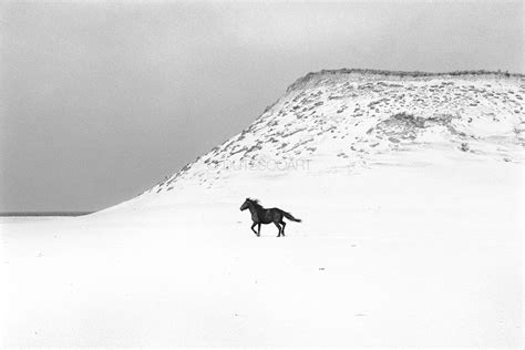 The Wild Horses of Sable Island