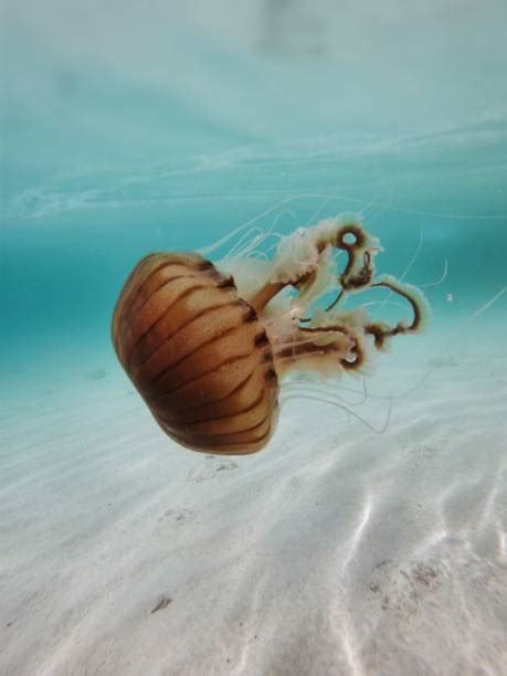 Brown Jellyfish Stock Photos, Pictures & Royalty-Free Images - iStock