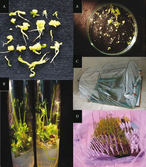 A: Plant material received from androgenetic embryos in regeneration;... | Download Scientific ...