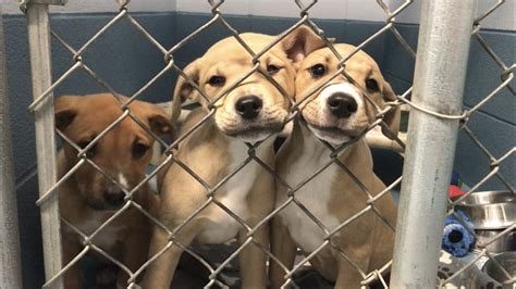 Animal Shelter at Capacity for Dogs. | ABC Fox Great Falls | montanarightnow.com