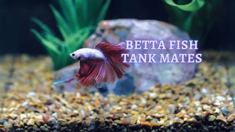 ᐉ Betta Fish Tank Mates: What best 10 fish can Bettas live with