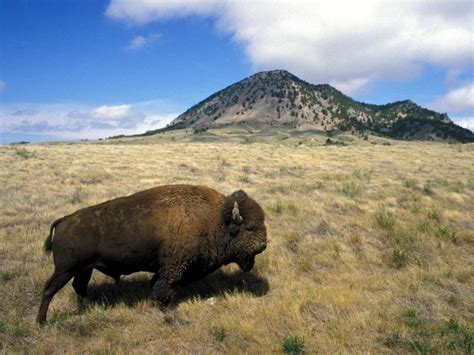 Bear Butte State Park | Travel South Dakota