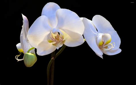 White orchids wallpaper - Flower wallpapers - #8056