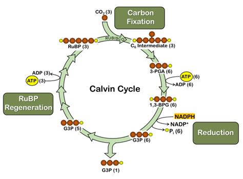 Photosynthesis Diagram Calvin Cycle