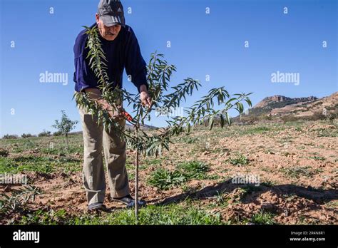 Almond crop management hi-res stock photography and images - Alamy