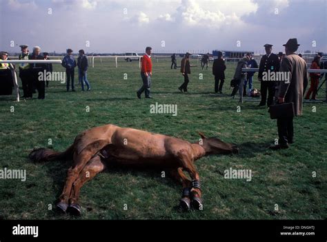 Dead race horse at the Grand National course, Aintree Had to be shot Stock Photo: 64904130 - Alamy