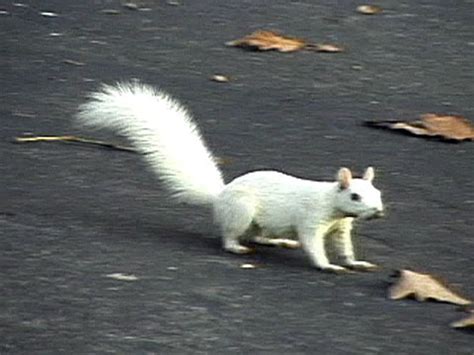 White Squirrels