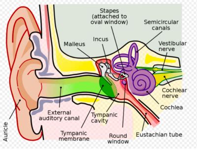 Which of the Following Does Not Describe the Vestibulocochlear Nerve ...