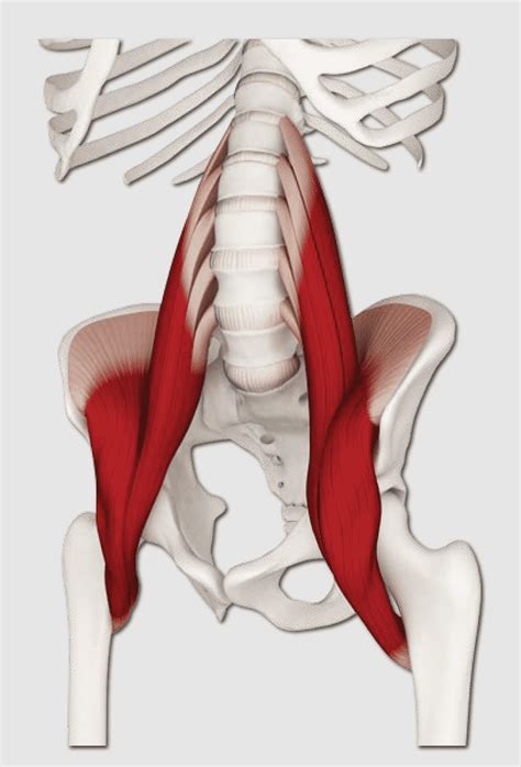 Iliopsoas Muscle Stretch