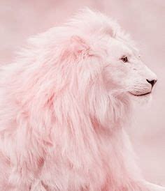 8 Lion wallpaper wallpapers ideas | lion wallpaper, lion, lion pictures