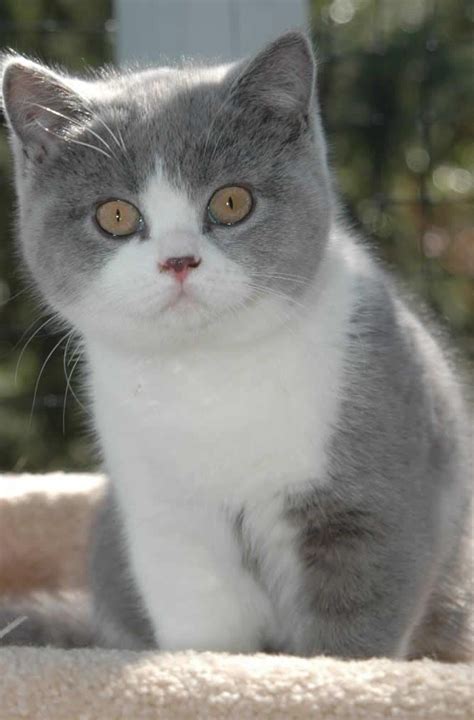 12 Reasons Why You Should Never Own British Shorthairs | Cute cats, British shorthair cats, Cute ...