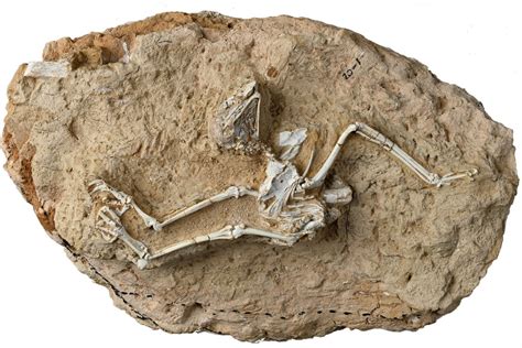 Chinese fossil shows owls ‘rejected night for fun in the sun’ | South ...