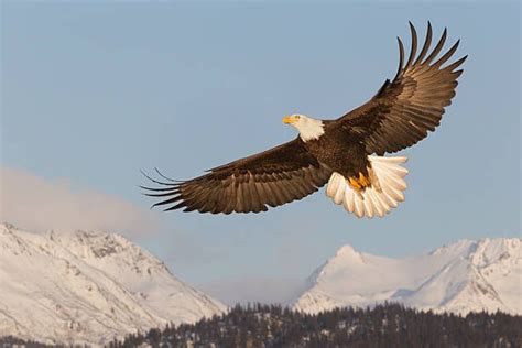 Bald Eagle Soaring Over Mountains | Bald eagle, Bald eagle photography ...