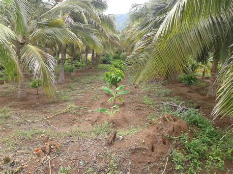 Cocoa Tree Plantation (Theobroma cacao) | Innovative farming solutions