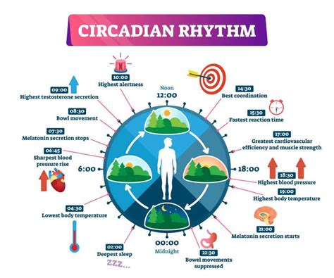 What is Circadian Rhythm? - Disorders, Symptoms, Health Effects