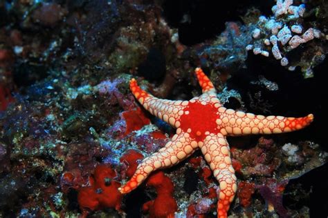 ¿Cómo se reproducen las estrellas de mar? - Curiosoando