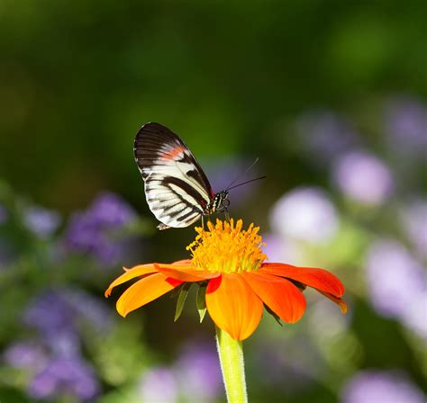 Piano Key Butterfly Photograph by Kim Hojnacki