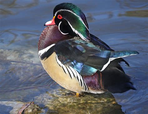 Pictures and information on Wood Duck
