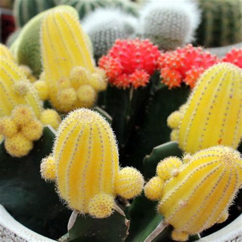 Beautiful Mixed Cactus Seeds, 200pcspack – UrbanGardenSeed