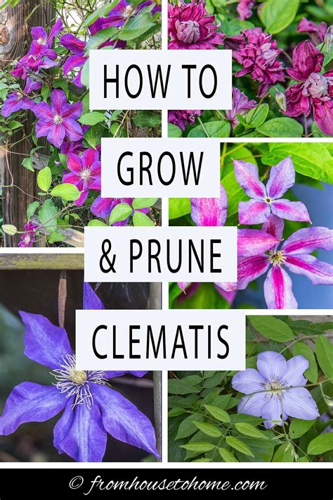 Clematis Vine Care: Planting, Growing and Pruning Tips | Clematis care, Clematis plants ...