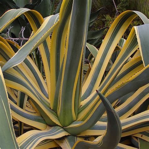 Agave americana variegata - Achat direct au producteur