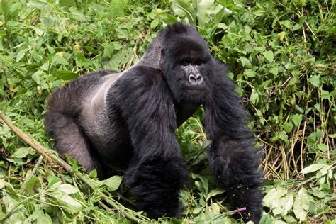 Mountain Gorilla — Facts & where to find them in Uganda