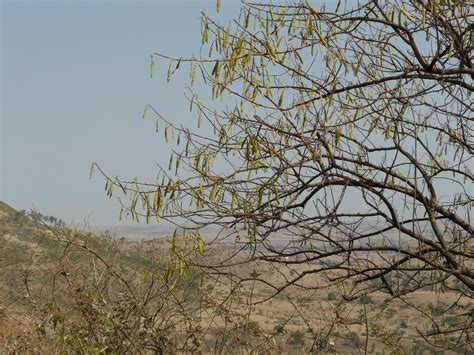 Gobbarda Mara (Kannada: ಗೊಬ್ಬರದ ಮರ) | Fabaceae (pea, or legu… | Flickr