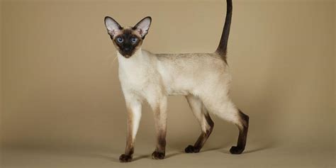 Siamese Cat Breed: Size, Appearance & Personality