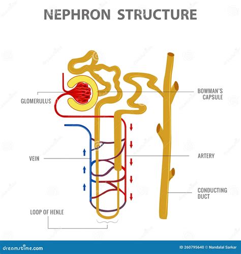 Nephron Structure Vector Drawing. The Structural And Functional Unit Of ...