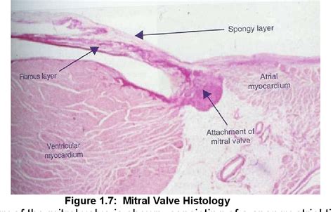 Figure A.1 from Applications of The Visible Heart(RTM) for cardiac ...