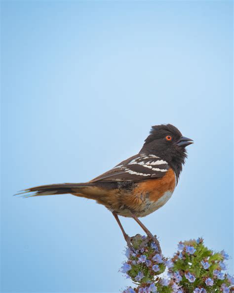 rufous-sided-towhee-ib – Chaparral Wisdom