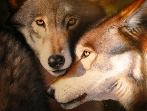 Wolf Couple - Wolves Fan Art (1383781) - Fanpop