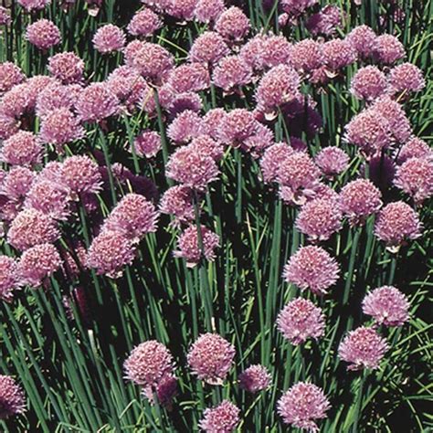 Chives, Onion Chives (Allium schoenoprasum) | My Garden Life