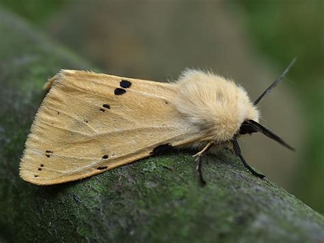 Fluffy Photo | Animals, Moth, Photo