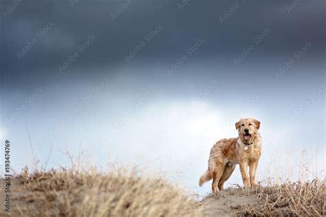 Young Dog standing while storm approaches Stock Photo | Adobe Stock