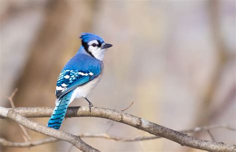 Blue Jay | North American Birds | Bob Innella Photography