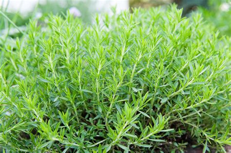 Tarragon: Care and Growing Guide