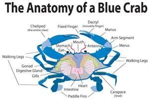 Blue crab size chart - polizworkshop