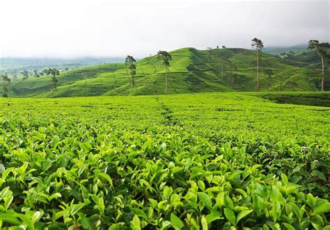 kebun teh gunung mas bogor - Katherine Hemmings